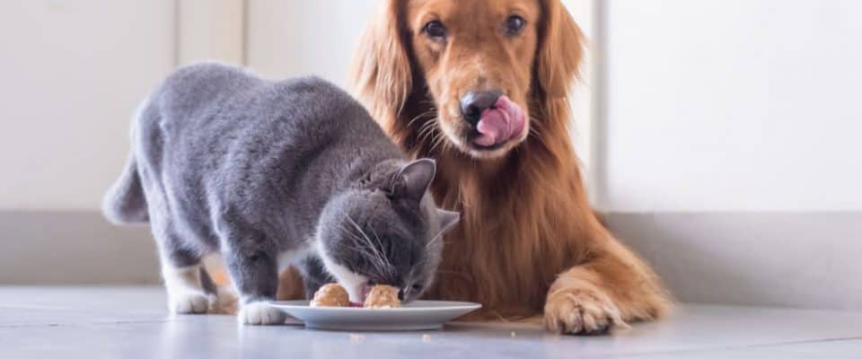 Kediler köpek maması yiyebilir mi?
