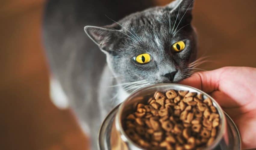 Üriner hastalığa sahip kediler nasıl beslenmelidir?