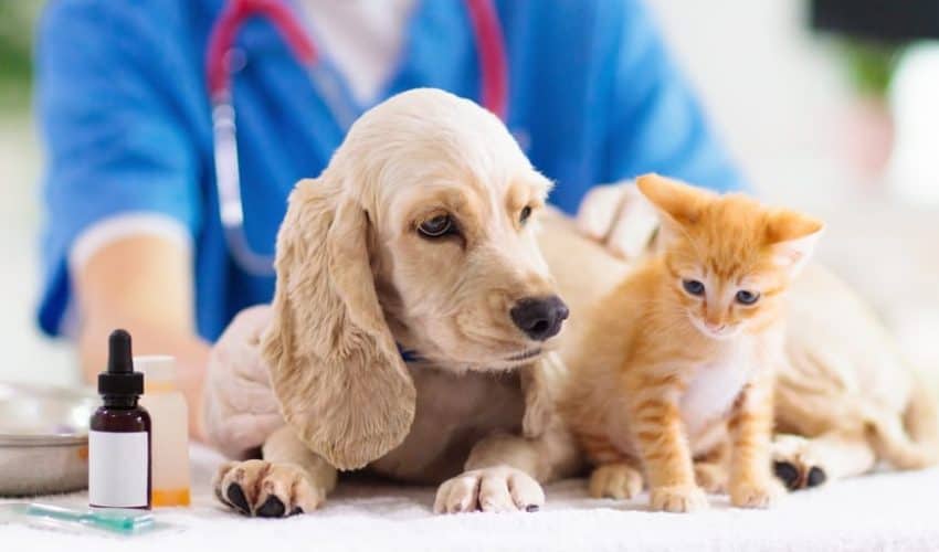 Evcil hayvanlarda Cuterebra nasıl tedavi edilir?