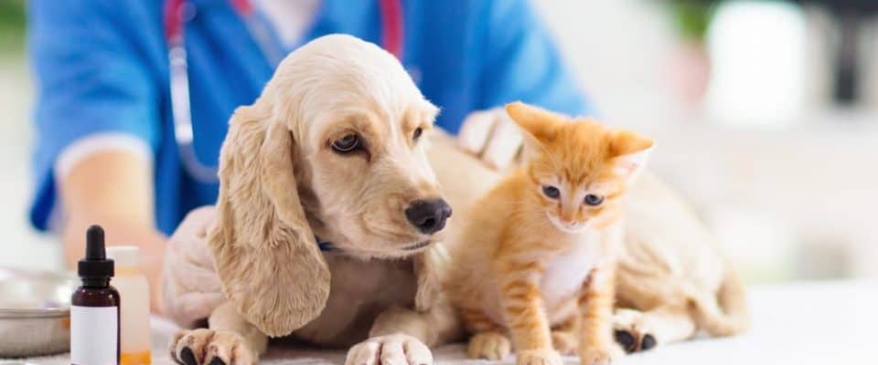 Evcil Hayvanlarda Cuterebra Nasıl Tedavi Edilir?