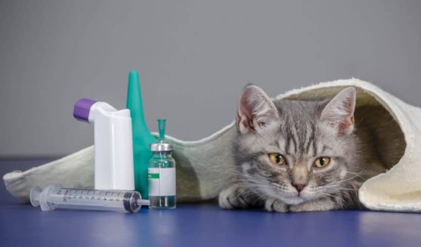 Kedilerde en sık görülen hastalıklar ve belirtiler