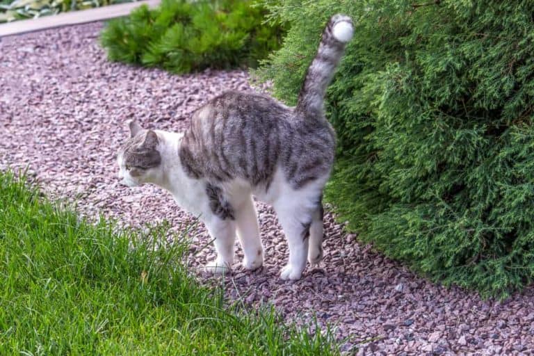 Kedi idrar kokusu nasıl giderilir? Kedi idrarı temizleme yöntemleri