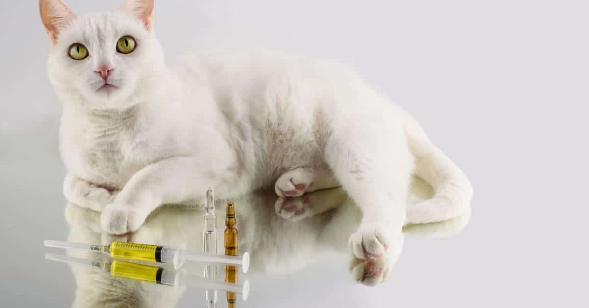 İlaçlar ve Beyaz Kedi