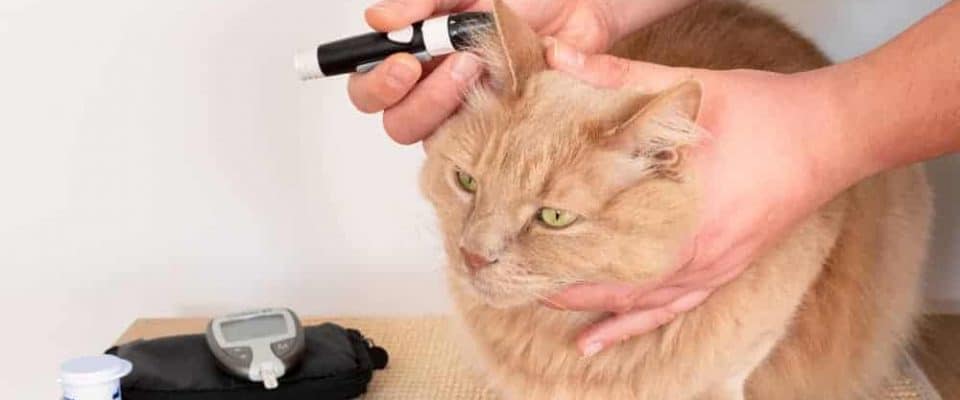 Diyabetli kedilerde somogyi etkisi nedir?