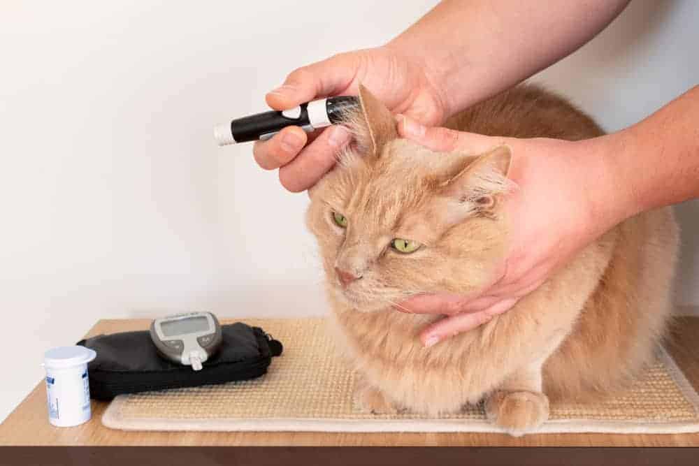 Diyabetli kedilerde somogyi etkisi nedir? Neden olur? Petibom