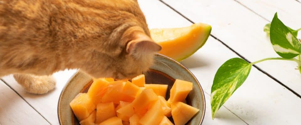Kediler kavun yiyebilir mi?