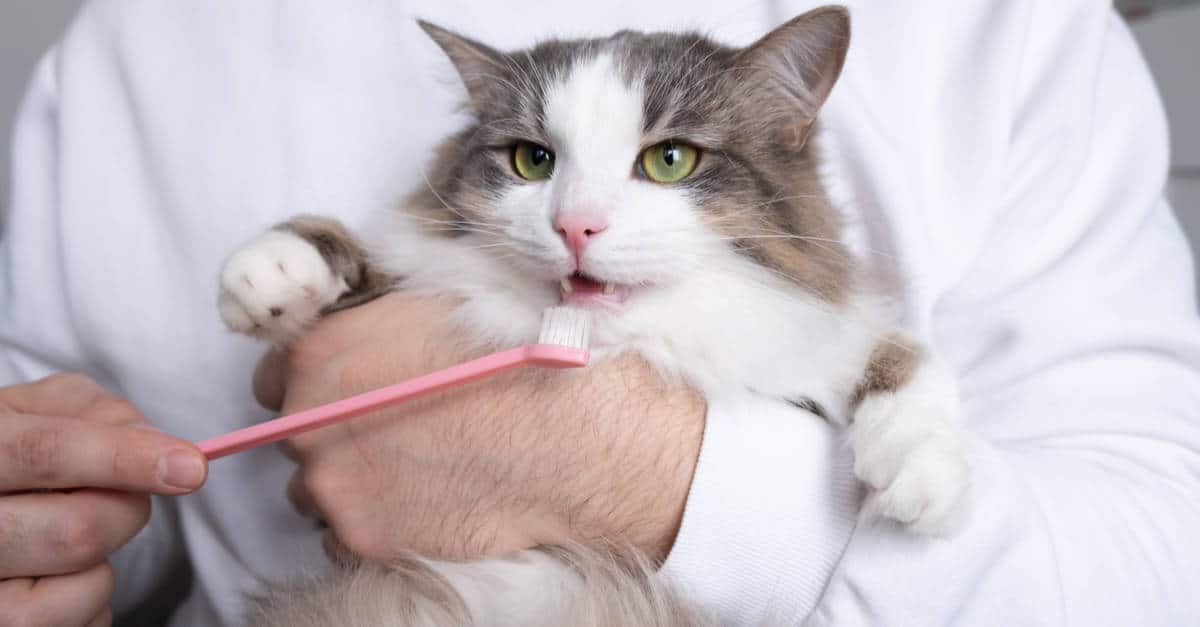 Kedi diş fırçası