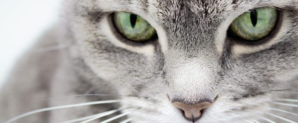 Kedilerde glokom (göz tansiyonu): Belirtileri nelerdir? Nasıl tedavi edilir?