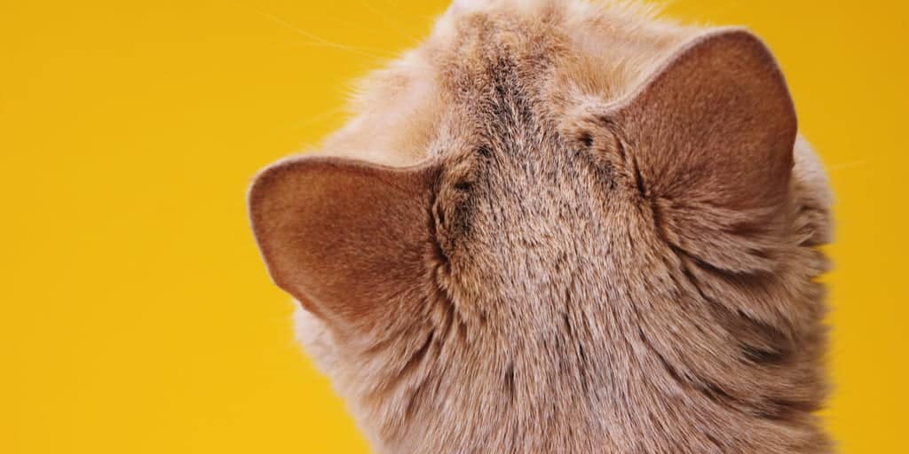 Kedilerin Kulakları Nasıl Temizlenir? Dikkat Etmeniz Gerekenler Petibom