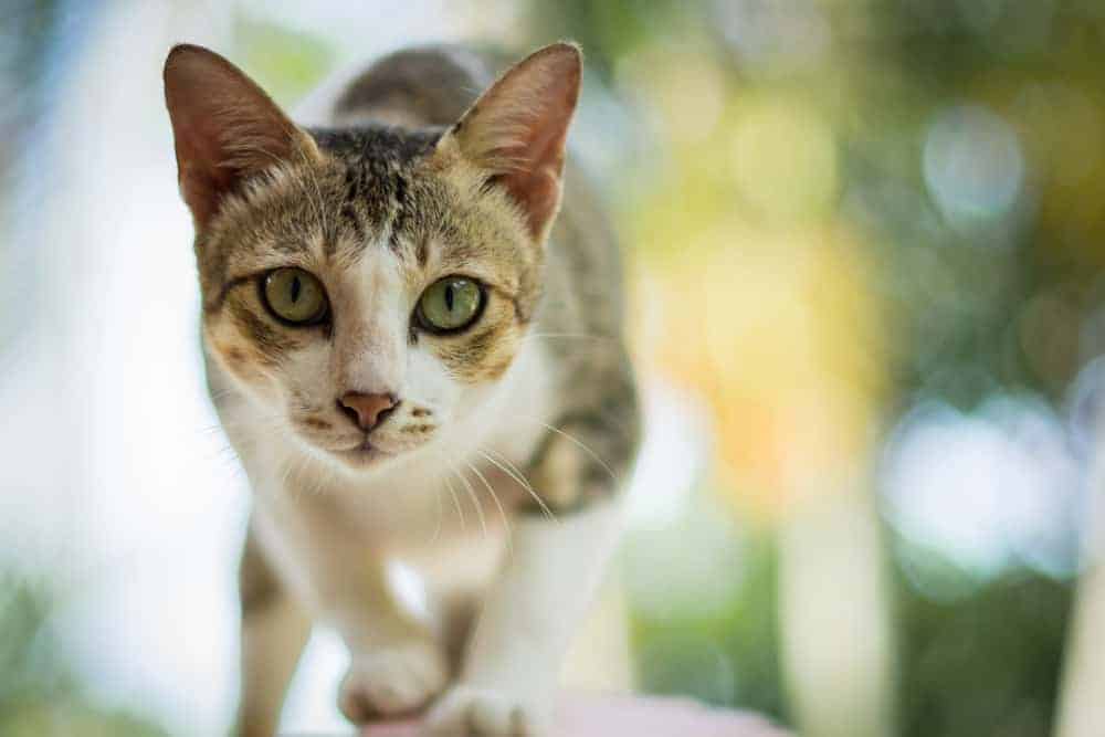 Kedi Serebellar Hipoplazisi ve Belirtileri Petibom
