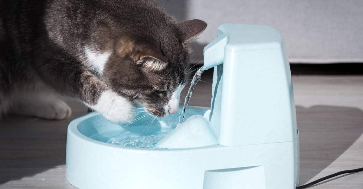 Kedi su kabı
