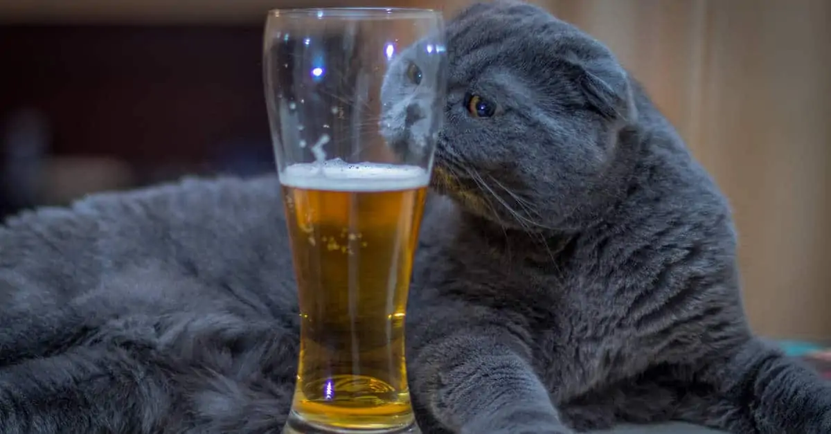 kedi ve alkol