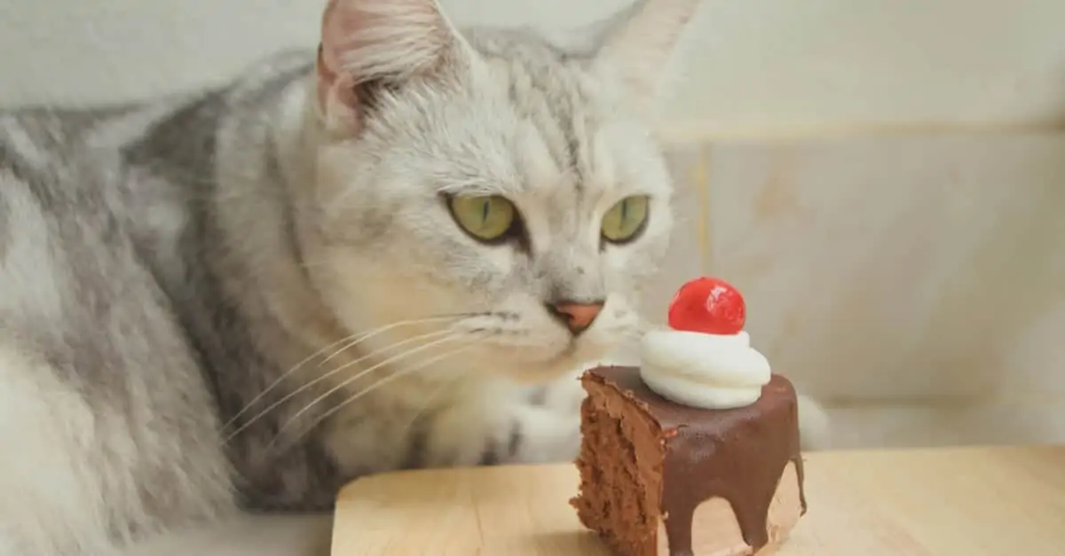 kedi ve çikolata