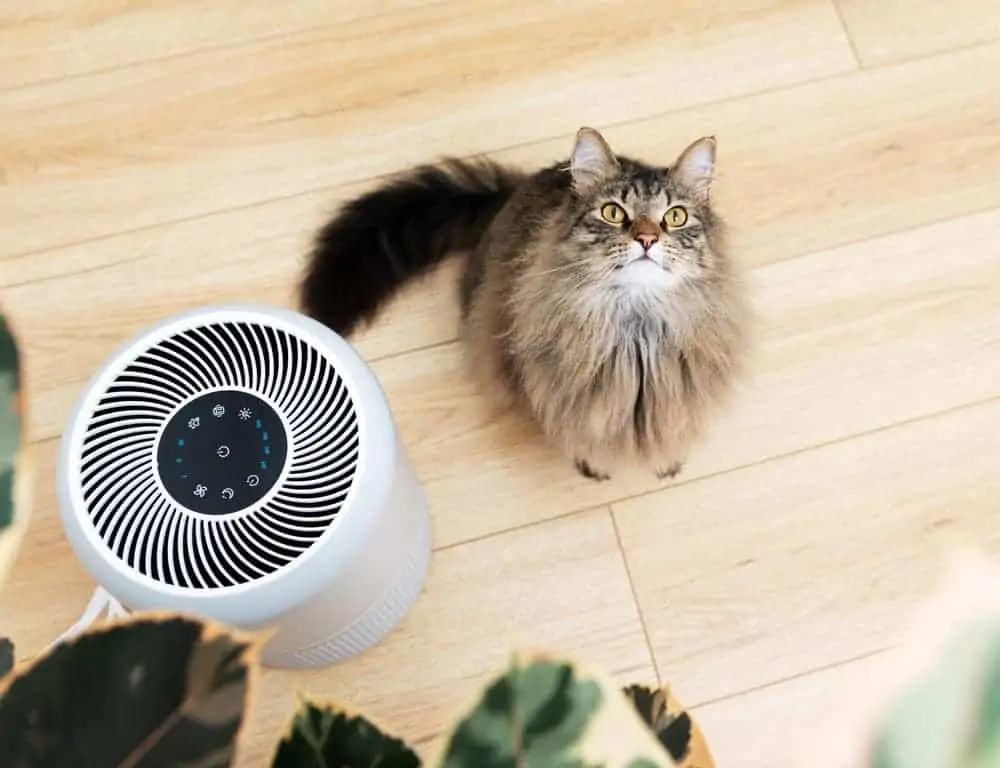 Kedi ve hava temizleyici