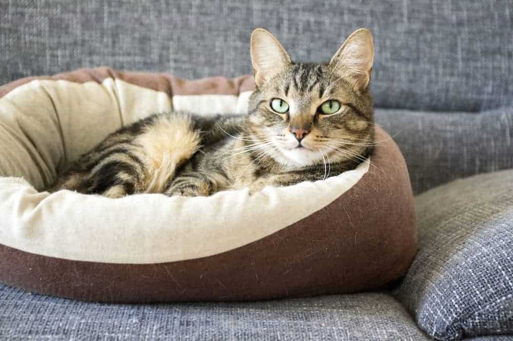 Kedi Yatağı
