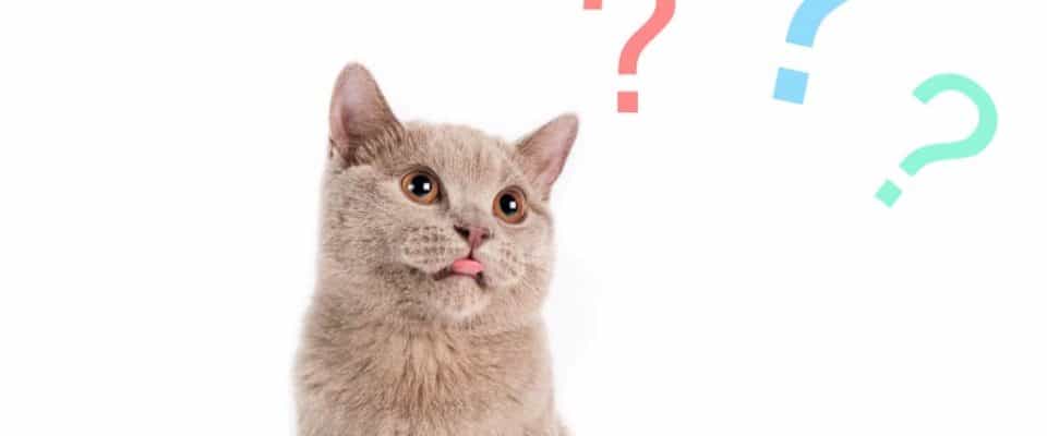 Kediler hakkında doğru bilinen yanlışlar | 16 Yanlış!