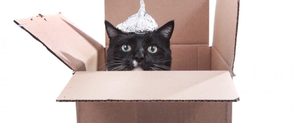 Kediler Hakkında Ilginç Bilgiler! Bilinmeyen Sırları İnanılmaz 101 Bilgi