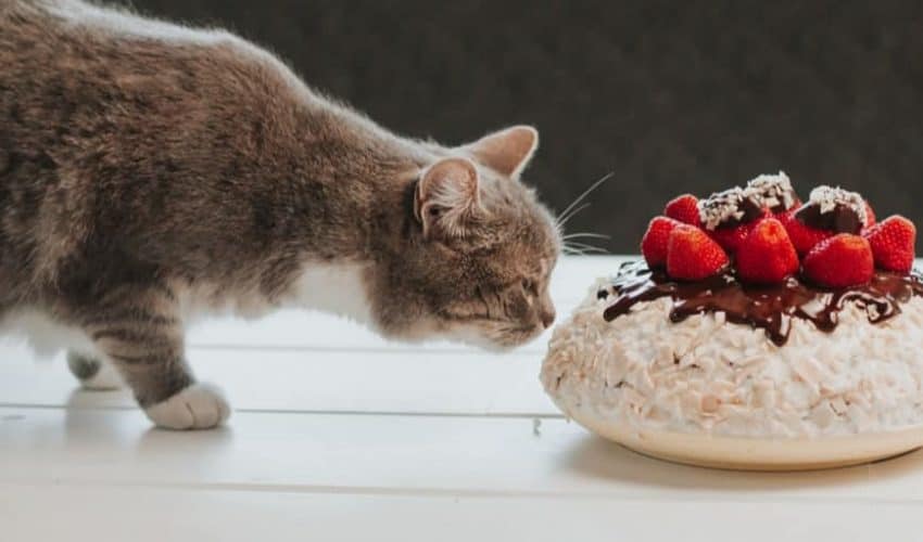Kediler hangi tadı alamaz? Yavru kedilerin tat alma duyusu