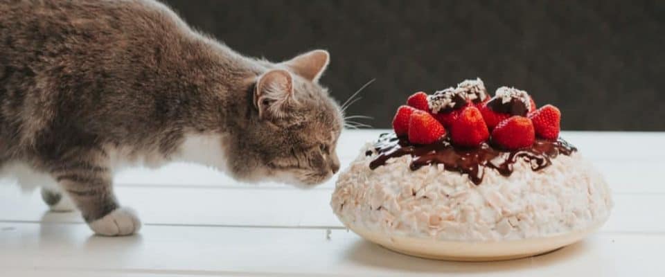 Kediler hangi tadı alamaz? Yavru kedilerin tat alma duyusu