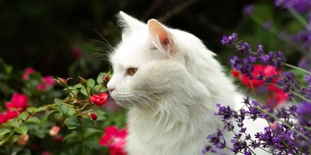 Kediler için zehirli bahçe bitkileri -12 zehirli bahçe bitkisi