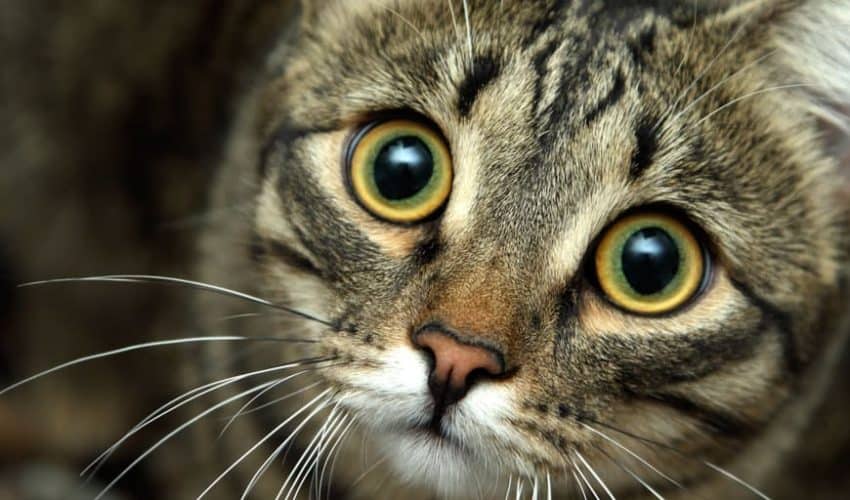 Kediler renk körü mü? Kediniz dünyayı nasıl görüyor?