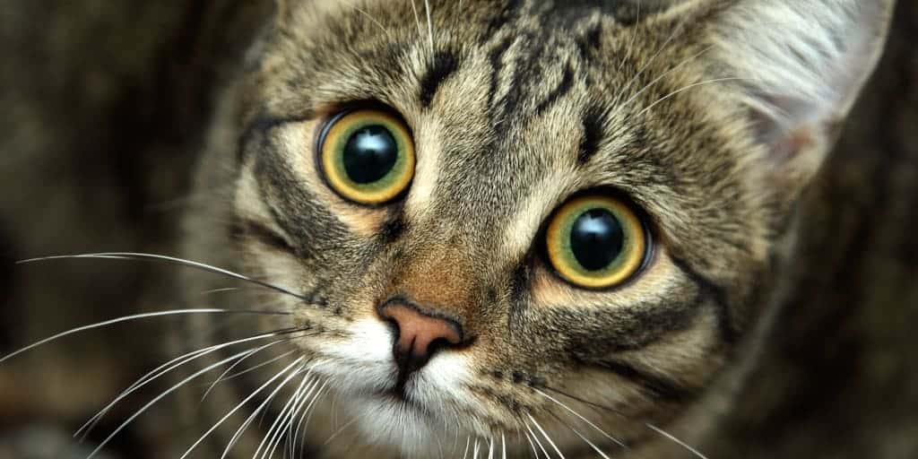 Kediler Renk Koru Mu Kediniz Dunyayi Nasil Goruyor Petibom