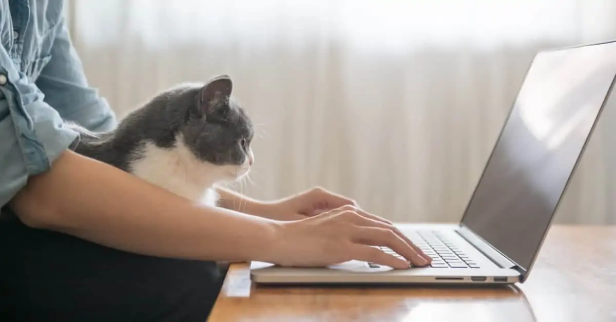 kediler ve laptop