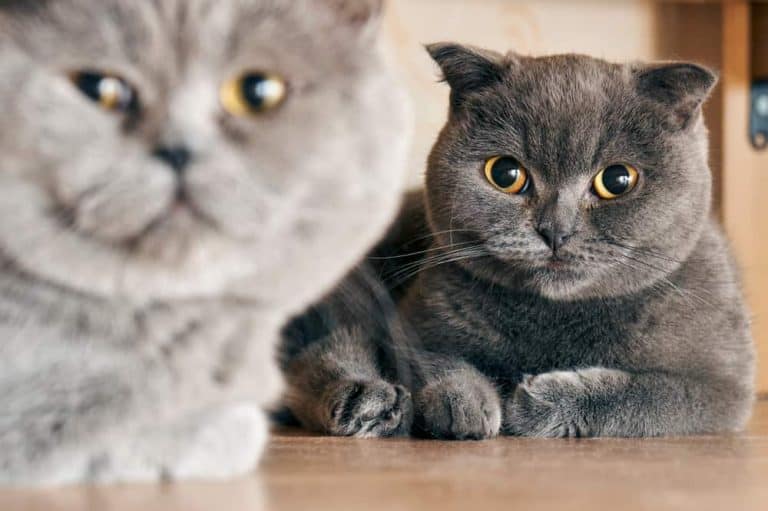 Kedilerde Çiftleşme Dönemi Kızgınlık Belirtileri ve Saldırganlık Hali