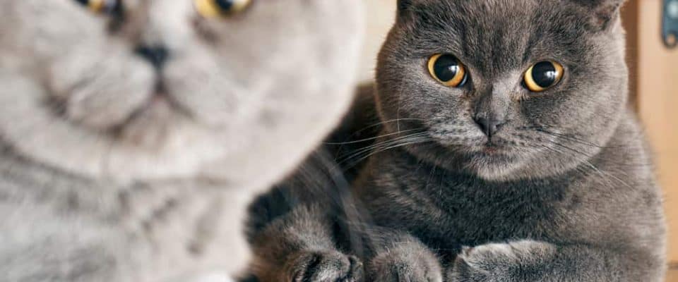 Kedilerde çiftleşme dönemindeki kızgınlık belirtileri ve saldırganlık hali