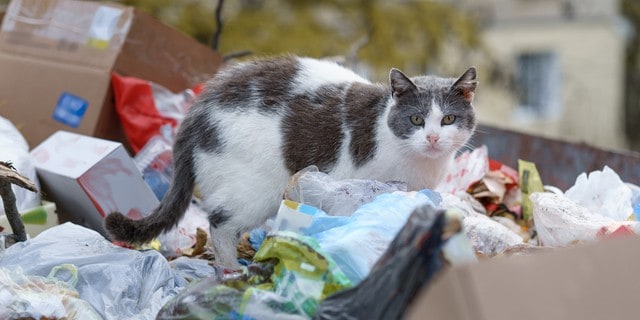 Kedilerde çöp yeme davranışı | Sebepleri ve çözümleri