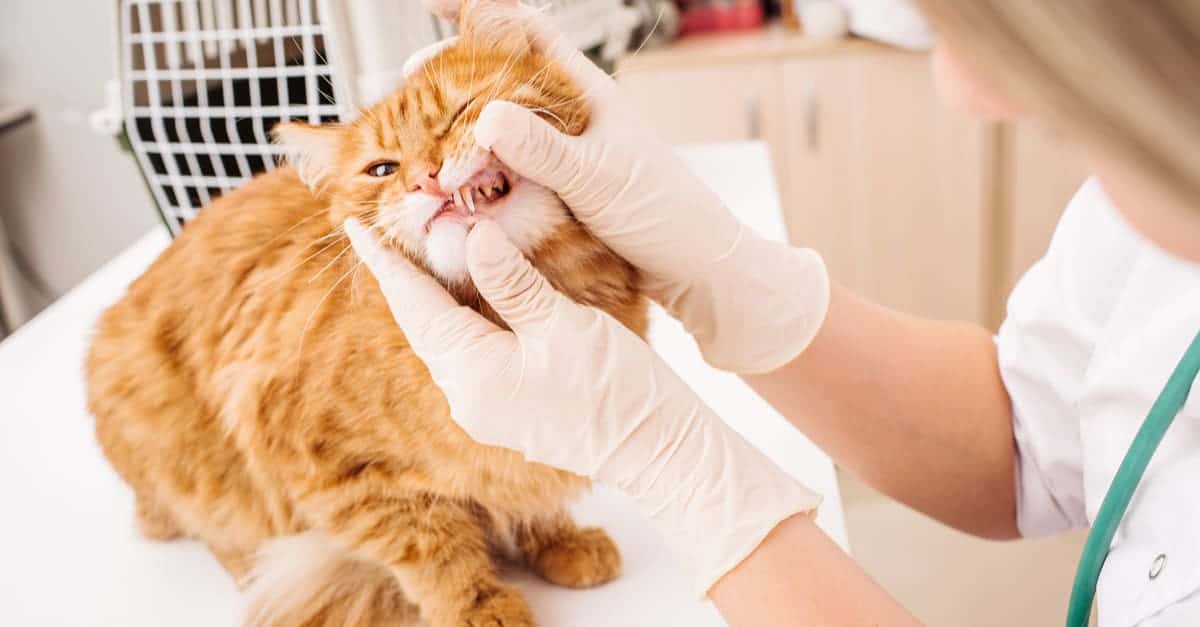 kedilerde diş hastalıkları