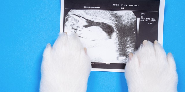 Kedim hamile mi? Kedi Hamilelik Belirtileri ve Süresi