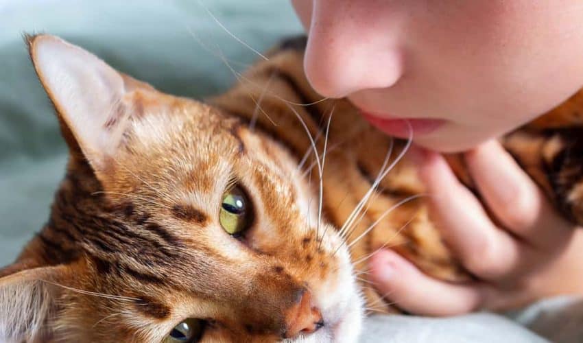 Kedilerde hiperestezi sendromu ve tedavi yöntemleri