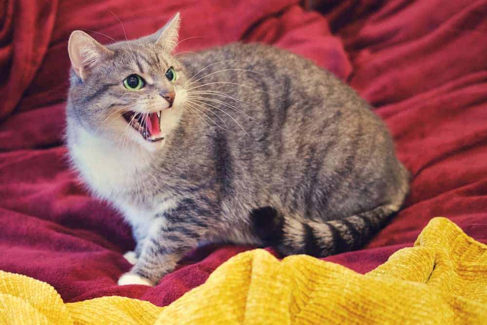 Kedilerde korku saldırganlığı nedir ve nasıl önlenir? Petibom