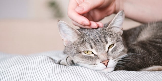 Kedilerde mastitis | Nedenleri ve tedavisi