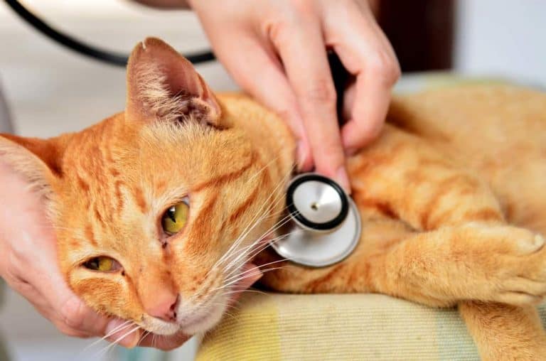 Kedilerde hiperestezi sendromu nedir? Teşhis ve tedavi yöntemleri Petibom