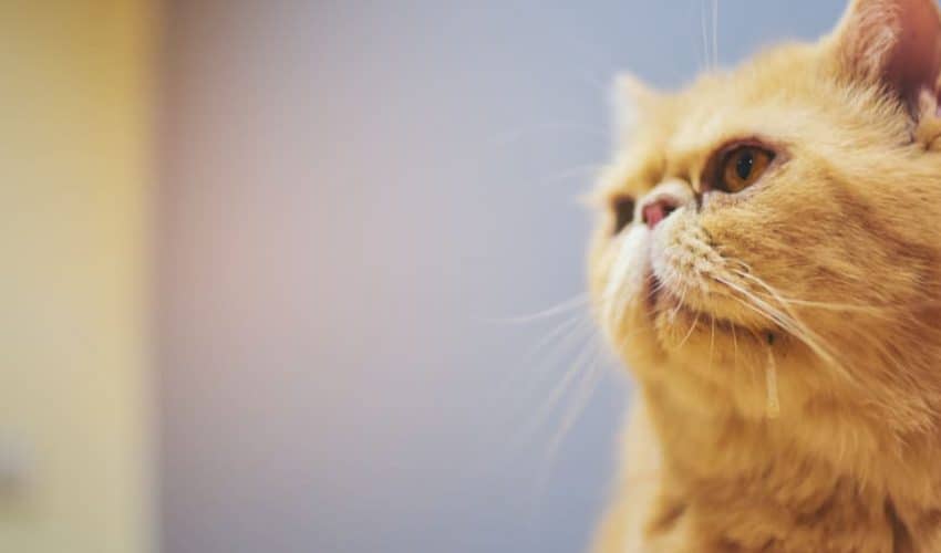 Kedilerde salya problemi | Kediler neden salya akıtır?