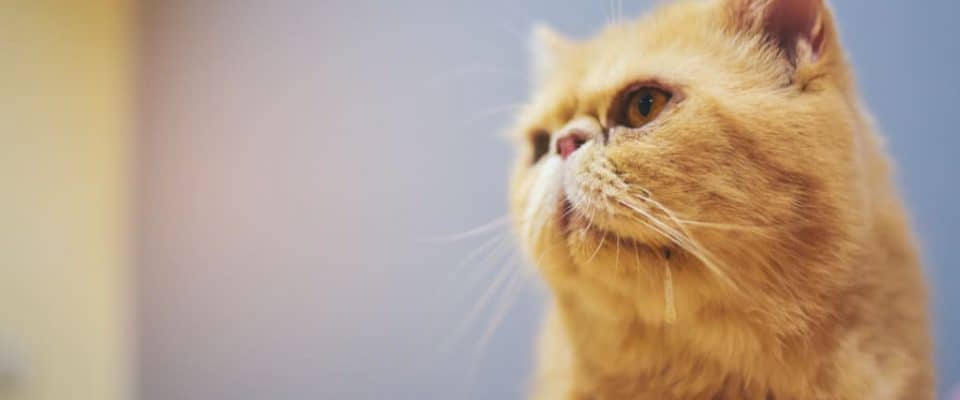 Kedilerde salya problemi | Kediler neden salya akıtır?