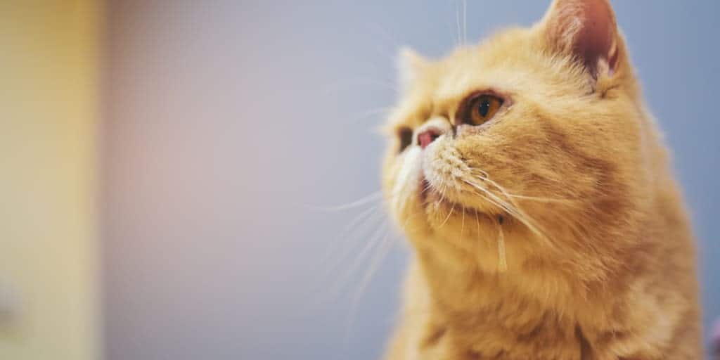 Kedilerde salya problemi Kediler neden salya akıtır? Petibom