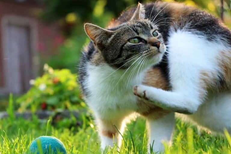 Kedilerde tırmalama ve kaşınma davranış bozukluklarına karşı tedavi