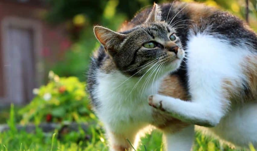 Kedilerde tırmalama ve kaşınma davranış bozuklukları