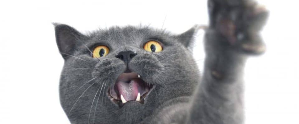 Kedilerin Beden & Vücut Dili Anlamları – Vücut Dilleri Çözüldü!