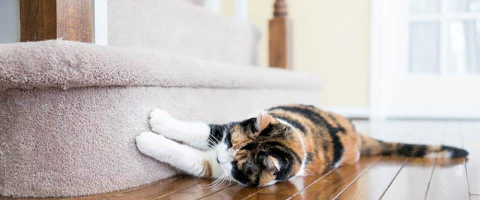 Kedilerin halıları tırmalaması: Nedenleri ve çözüm önerileri