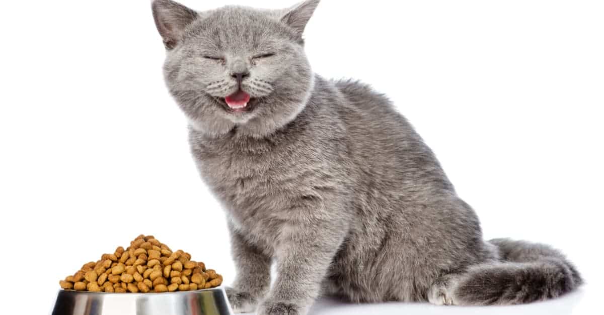 Kedilerin tat algısı