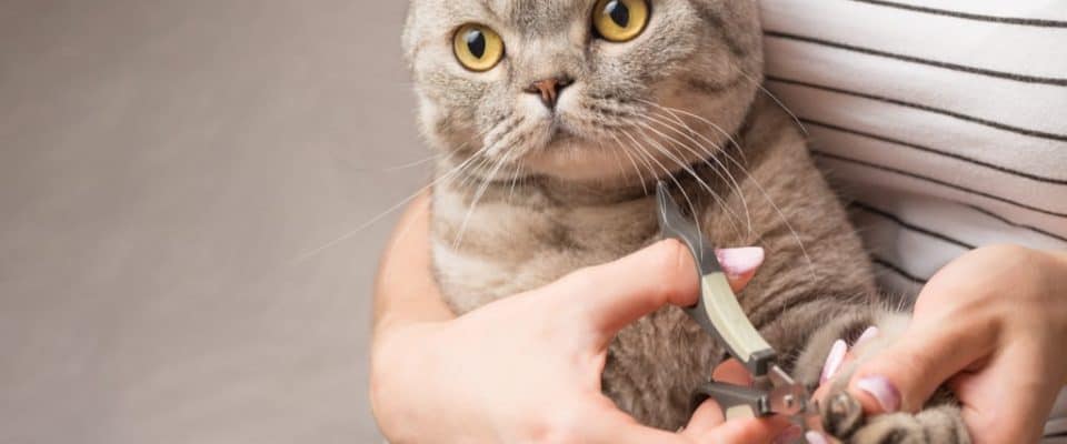 kedilerin tırnakları kesilir mi? Kedi Tırnağı Kesilmeli mi?