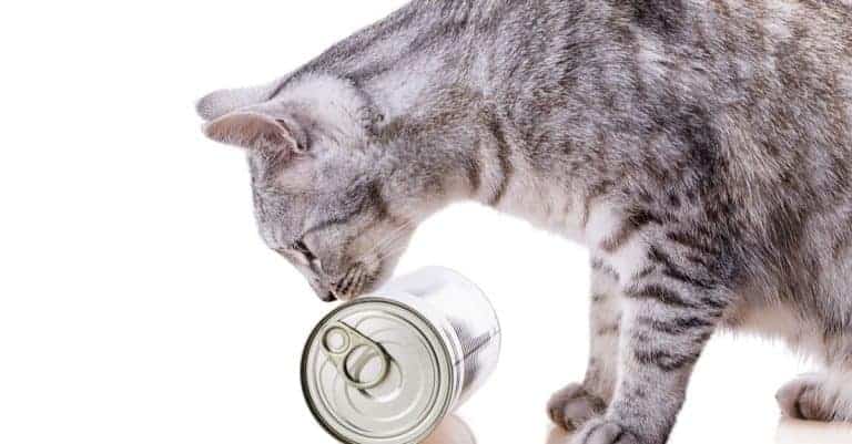 Et yan ürünleri kedileriniz için zararlı mı? İşte Cevabı Petibom