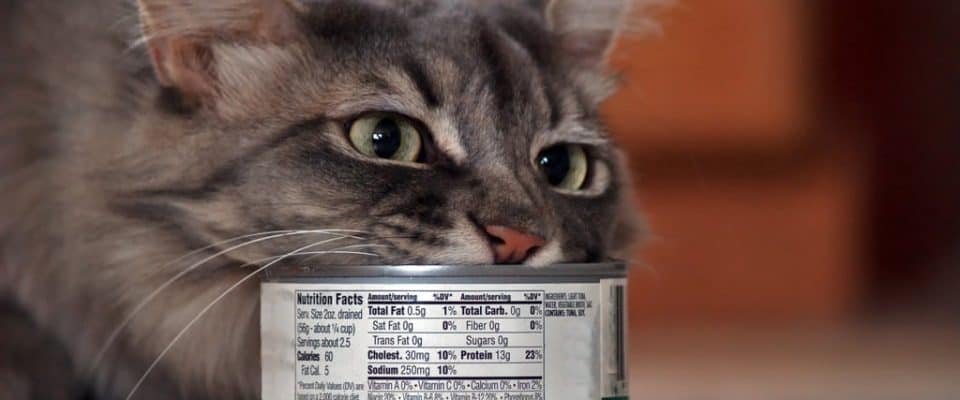 Kedi maması bileşenleri: Kedinize zarar verecek bu malzemelerden kaçının!