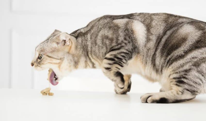Kedim neden sindirilmemiş yiyecekleri kusuyor?