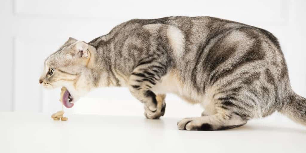 Kediler Neden Kusar Kedilerde Yiyecek Kusmasi Ne Anlama Geliyor Petibom