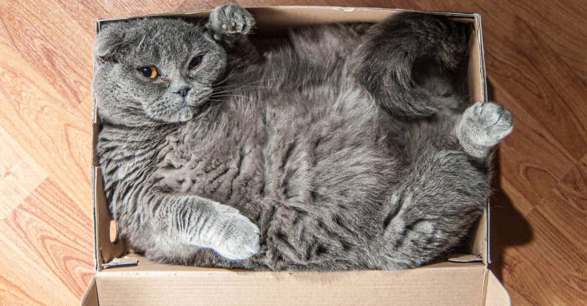 Kutunun içindeki kedi
